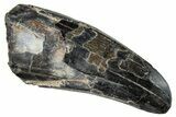 Dinosaur-Eating Crocodile (Sarcosuchus) Tooth - Niger #282115-1